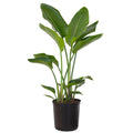 United Nursery Live White Bird of Paradise Plant 26-32 inches Tall in 9.25 inch Grower Pot