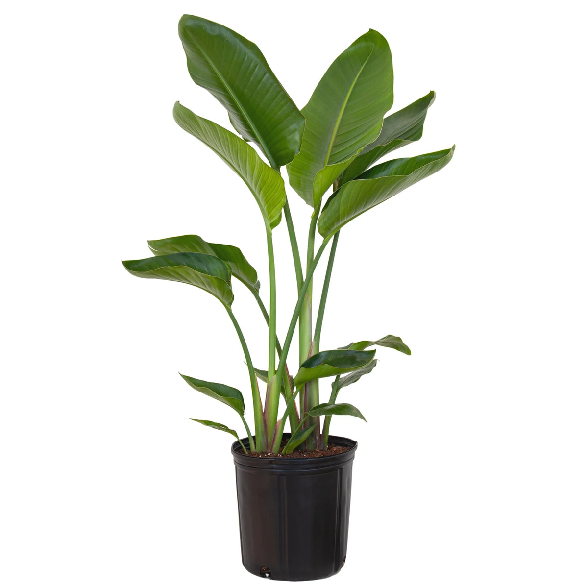 United Nursery Live White Bird of Paradise Plant 26-32 inches Tall in 9.25 inch Grower Pot