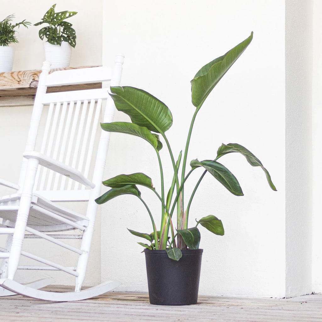 United Nursery Live White Bird of Paradise Plant 26-32 inches Tall in 9.25 inch Grower Pot