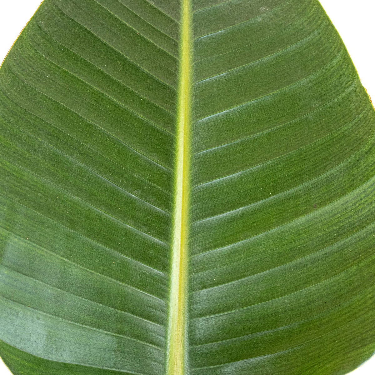 United Nursery Live White Bird of Paradise Plant 26-32 inches Tall in 9.25 inch Grower Pot