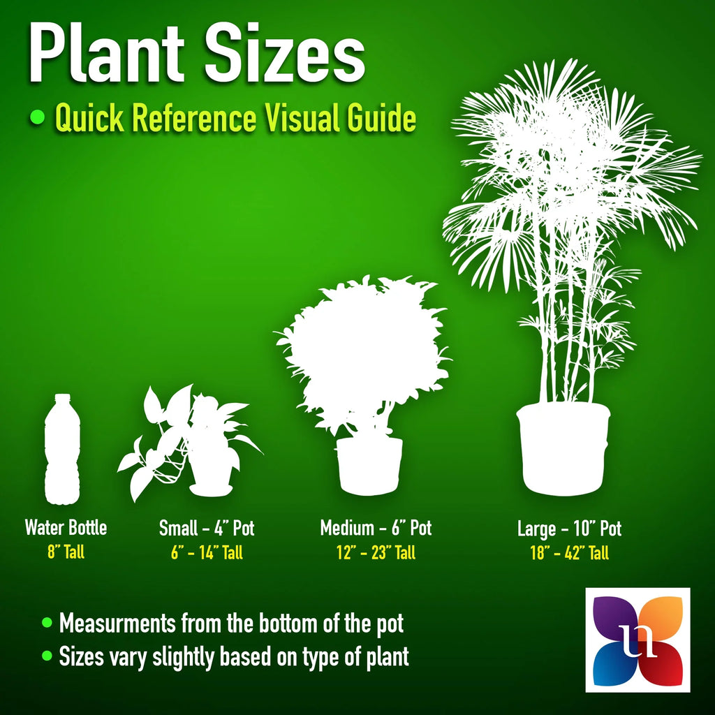 United Nursery Live White Bird of Paradise Plant 26-32 inches Tall in 9.25 inch Grower Pot