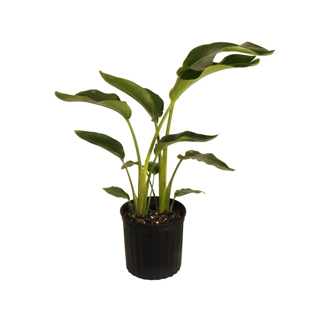 United Nursery Live White Bird of Paradise Plant 26-32 inches Tall in 9.25 inch Grower Pot
